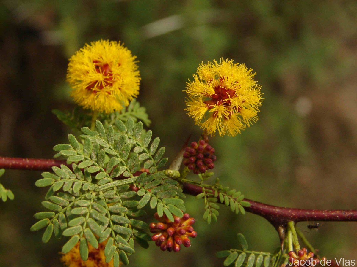 Vachellia eburnea (L.f.) P.J.H.Hurter & Mabb.